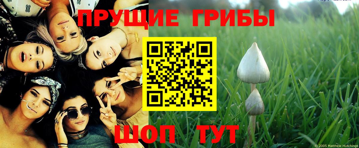 Псилоцибиновые грибы ЛСД Гусиноозёрск